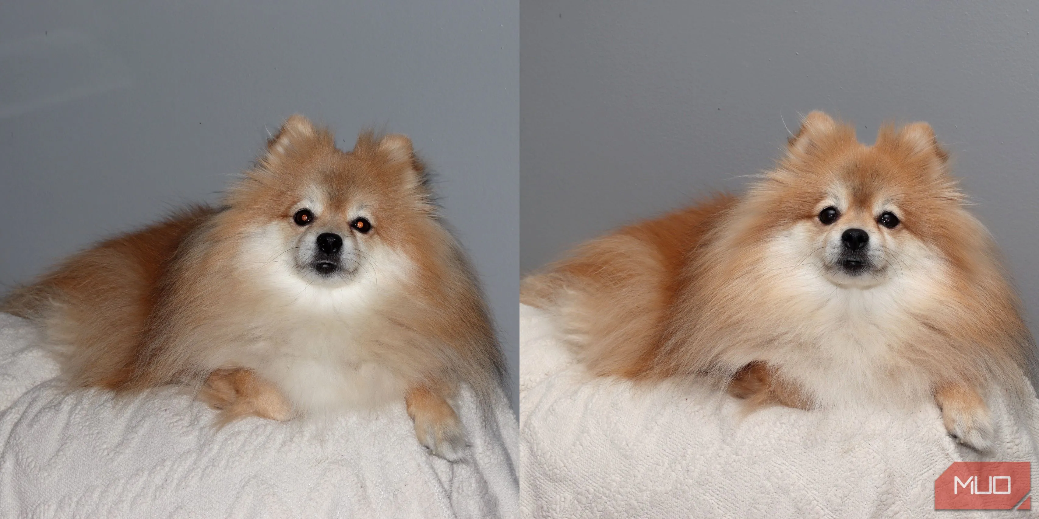 So sánh ảnh chụp chó Pomeranian: Bên trái dùng flash tích hợp, bên phải dùng đèn flash Godox VING